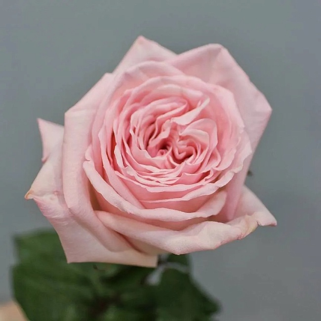 Роза чайно-гибридная Пинк Охара